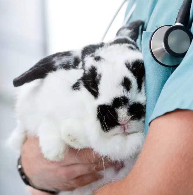 《醫(yī)療器械動物試驗研究注冊審查指導(dǎo)原則》解讀